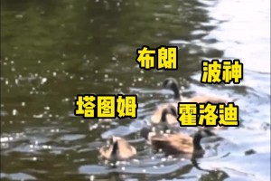 还是你会玩！小白怀特在船上把水里的鸭子当凯尔特人首发进行“投喂”！